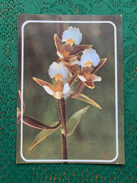 Estonian postcard - Flowers - Epipactis palustris - Marsh helleborine - Printed in USSR - 1990 - unused