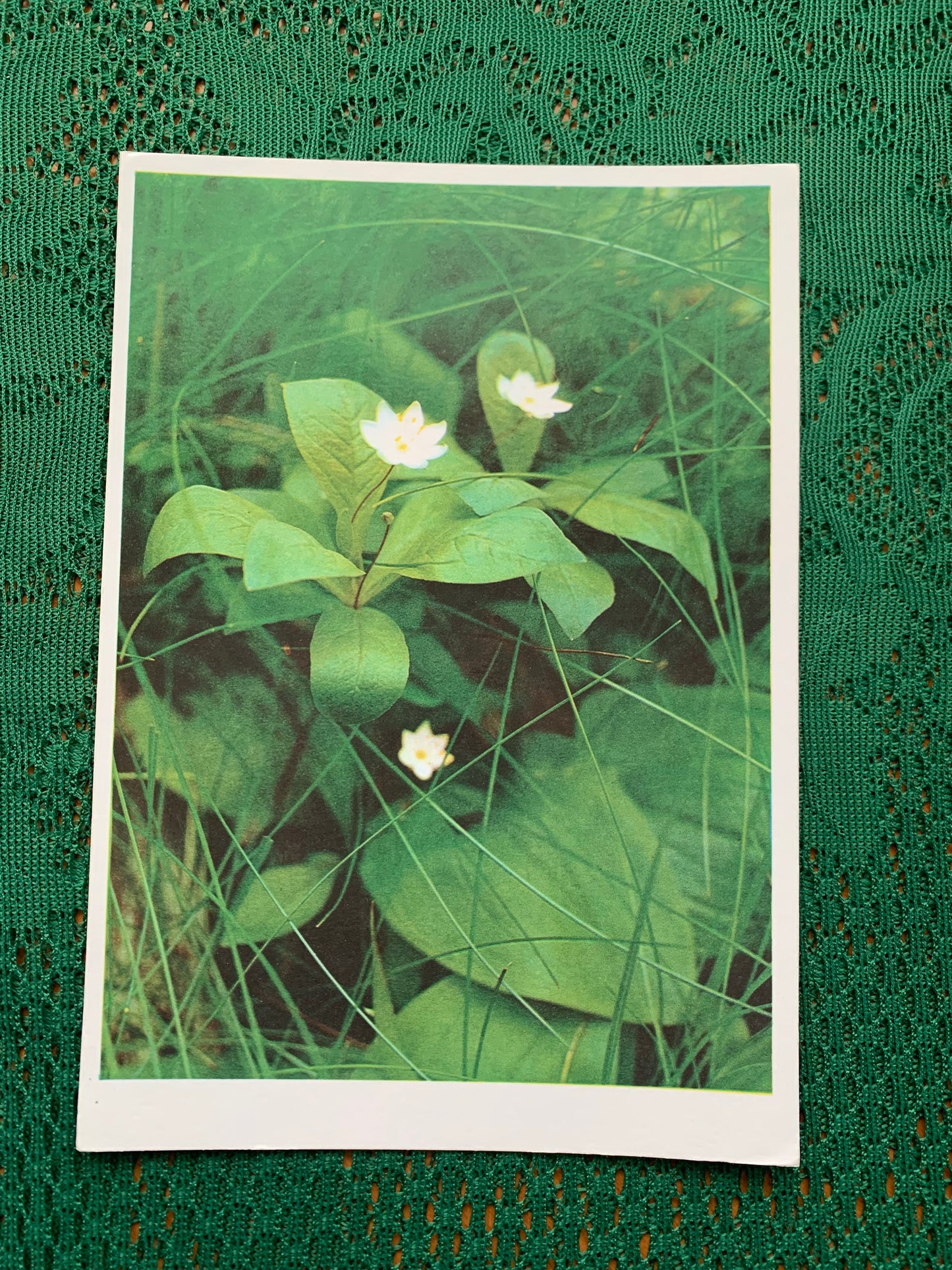 Estonian postcard - Flowers - Lysimachia europaea - Chickweed-wintergreen - Arctic starflower - Printed in USSR - 1990 - unused