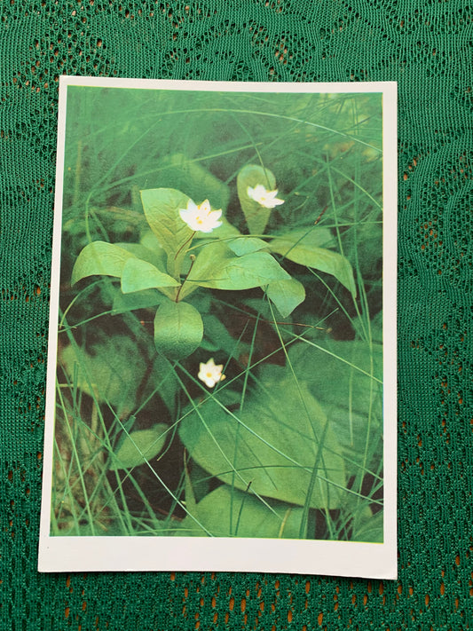 Estonian postcard - Flowers - Lysimachia europaea - Chickweed-wintergreen - Arctic starflower - Printed in USSR - 1990 - unused