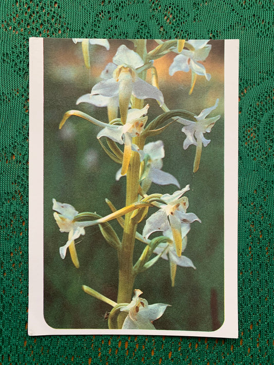 Estonian postcard - Flowers - Platanthera bifolia - butterfly-orchid - Printed in USSR - 1990 - unused