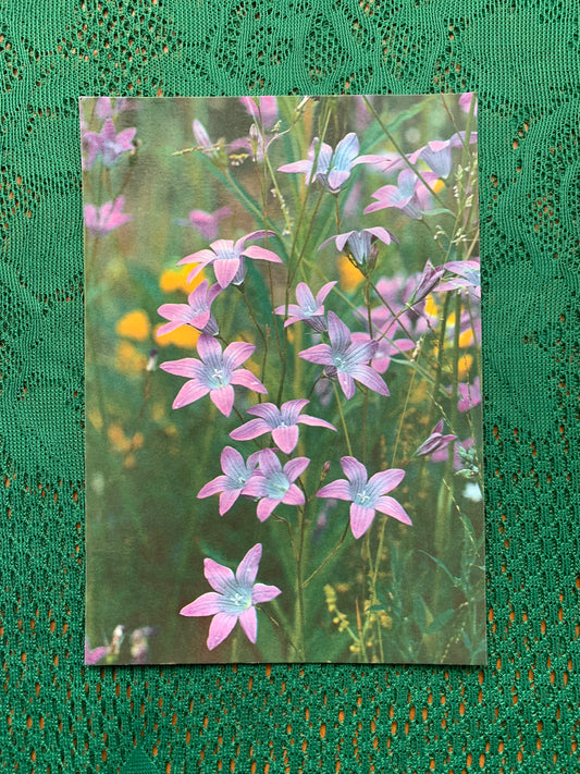 Estonian postcard - Flowers - Campanula patula - spreading bellflower - Printed in USSR - 1990 - unused