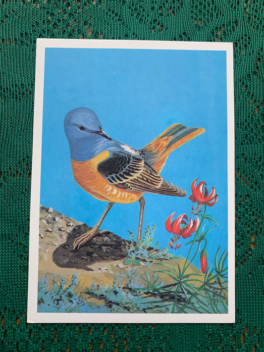 Russian art postcard - Bird postcard - ROCK THRUSH - Artist V.Egorov - Printed in USSR - 1984 - unused