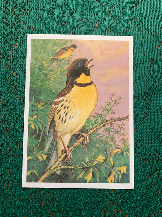 Russian art postcard - Bird postcard - YELLOW-BREASTED BUNTING - Artist V.Egorov - Printed in USSR - 1984 - unused
