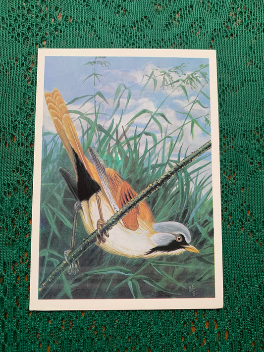 Russian art postcard - Bird postcard - BEARDED REEDLING - Artist V.Egorov - Printed in USSR - 1984 - unused