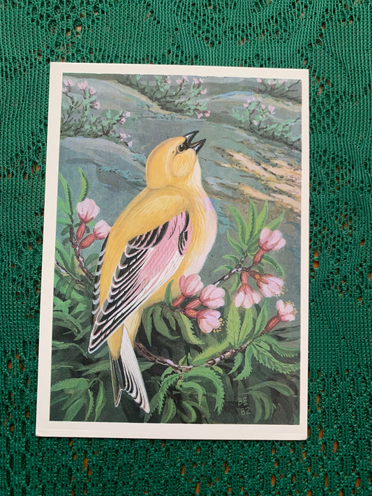 Russian art postcard - Bird postcard - DESERT FINCH - Artist V.Egorov - Printed in USSR - 1984 - unused