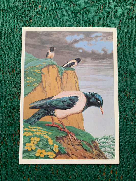Russian art postcard - Bird postcard - ROSY STARLINGS - Artist V.Egorov - Printed in USSR - 1984 - unused