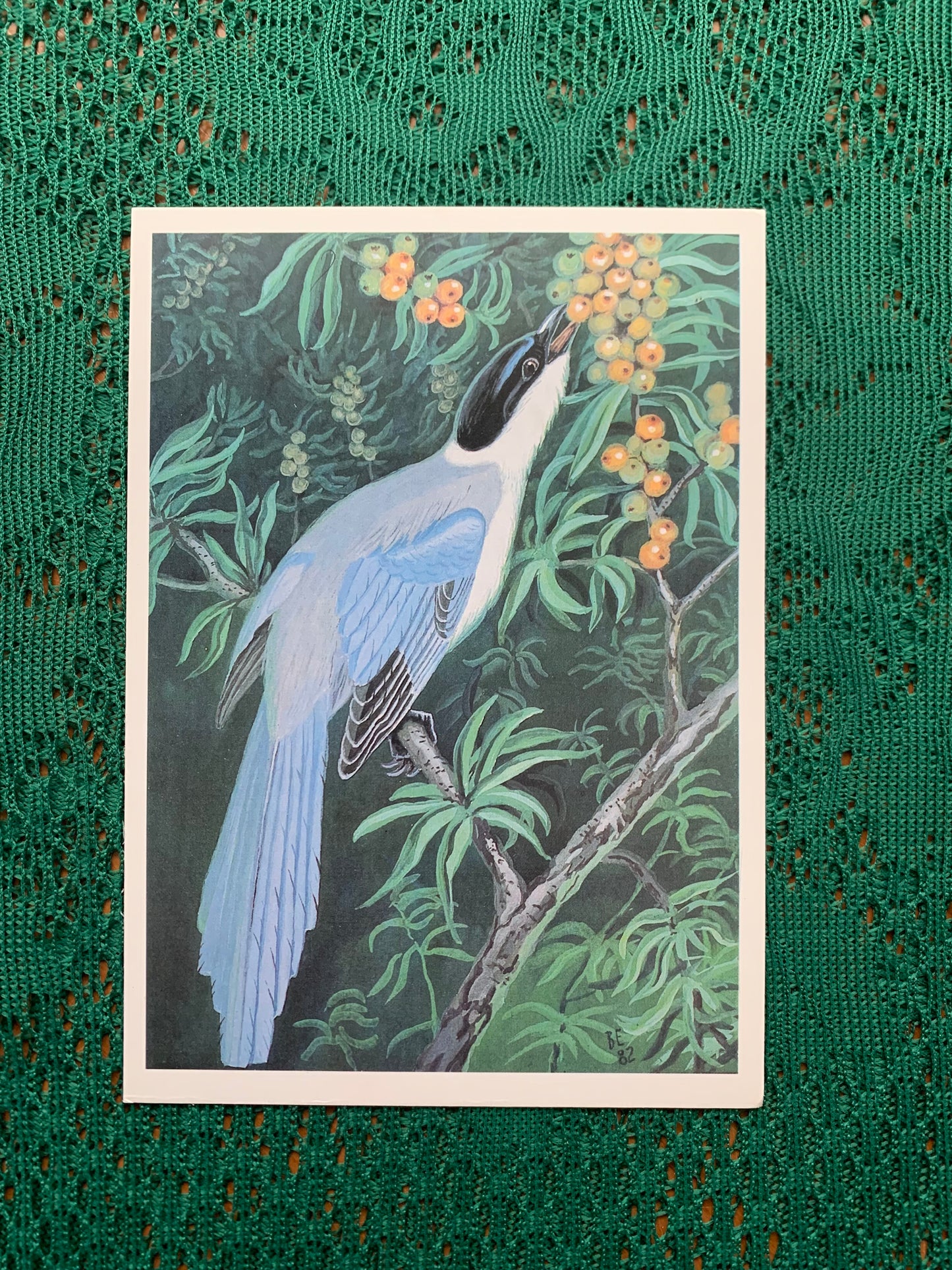 Russian art postcard - Bird postcard - BLUE MAGPIE - Artist V.Egorov - Printed in USSR - 1984 - unused