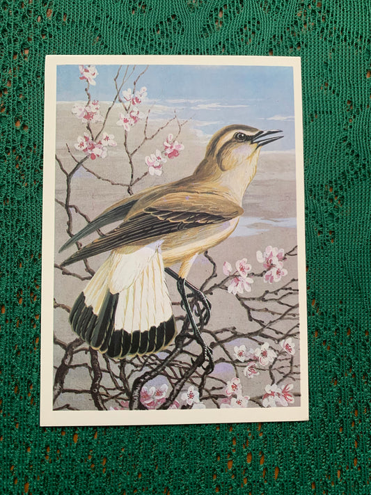 Russian art postcard - Bird postcard - DANCING WHEATEAR - Artist V.Egorov - Printed in USSR - 1984 - unused