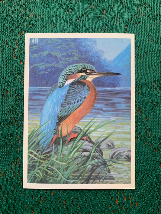 Russian art postcard - Bird postcard - COMMON KINGFISHER - Artist V.Egorov - Printed in USSR - 1984 - unused