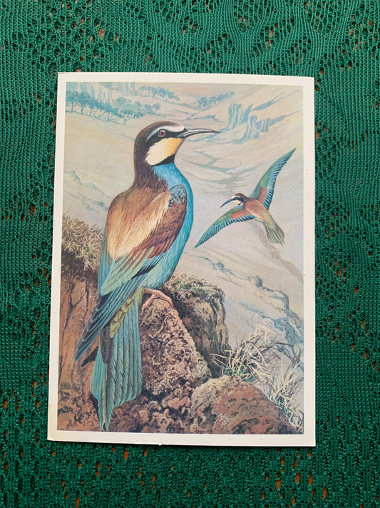 Russian art postcard - Bird postcard - EUROPEAN BEE-EATER - Artist V.Egorov - Printed in USSR - 1987 - unused