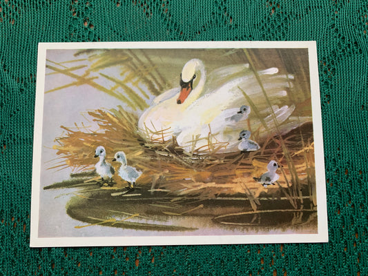 Russian art postcard - Bird postcard - MUTE SWAN - Artist V. Kanevsky - Printed in USSR - 1980 - unused
