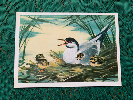Russian art postcard - Bird postcard - RIVER TERN - Artist V. Kanevsky - Printed in USSR - 1981 - unused