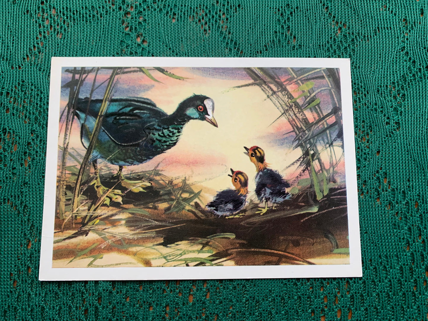 Russian art postcard - Bird postcard - COOT - Artist V. Kanevsky - Printed in USSR - 1981 - unused