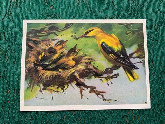 Russian art postcard - Bird postcard - ORIOLE - Artist V. Kanevsky - Printed in USSR - 1981 - unused