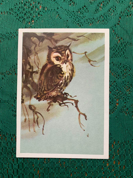 Russian art postcard - Bird postcard - SCOPS OWL - Artist V. Kanevsky - Printed in USSR - 1980 - unused