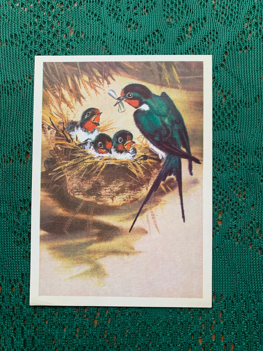 Russian art postcard - Bird postcard - BARN SWALLOW - Artist V. Kanevsky - Printed in USSR - 1980 - unused