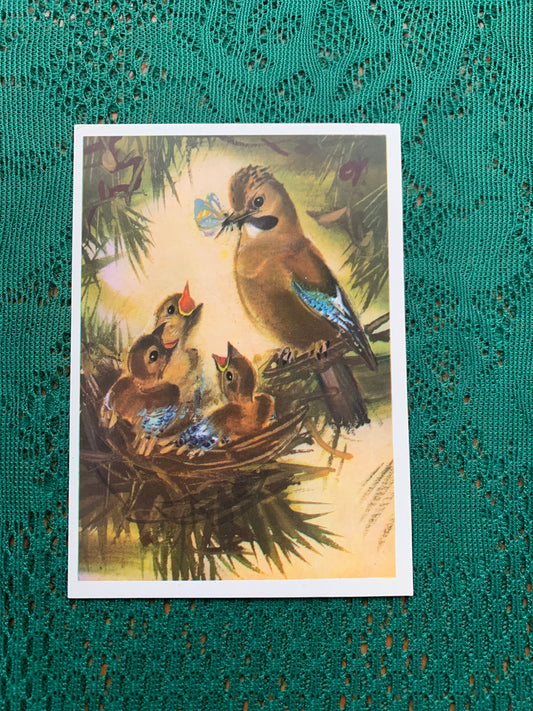 Russian art postcard - Bird postcard - JAY - Artist V. Kanevsky - Printed in USSR - 1981 - unused