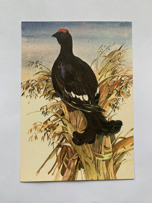 Estonian art postcard - Artist T.Tulev - BIRD - Printed in USSR - 1986 - unused