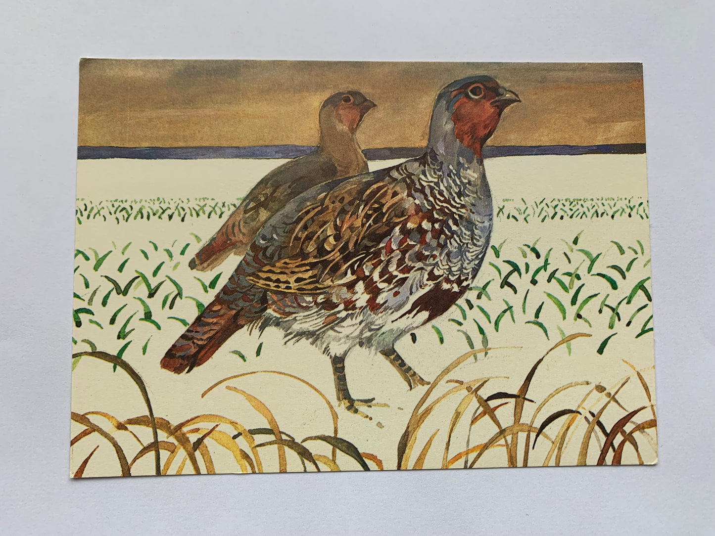 Estonian art postcard - Artist T.Tulev - BIRDS - Printed in USSR - 1986 - unused