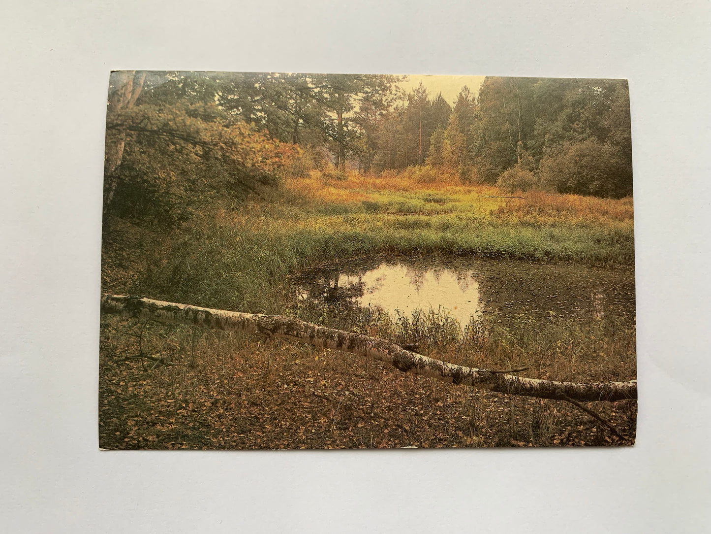 Soviet postcard - Landscape - Pond - Autumn - Nature - Printed in USSR - 1988 - unused