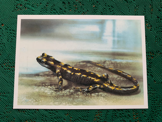 Russian art postcard - Artist A.Isakov - CAUCASIAN SALAMANDER - Animal postcard - Printed in USSR - 1989 - unused