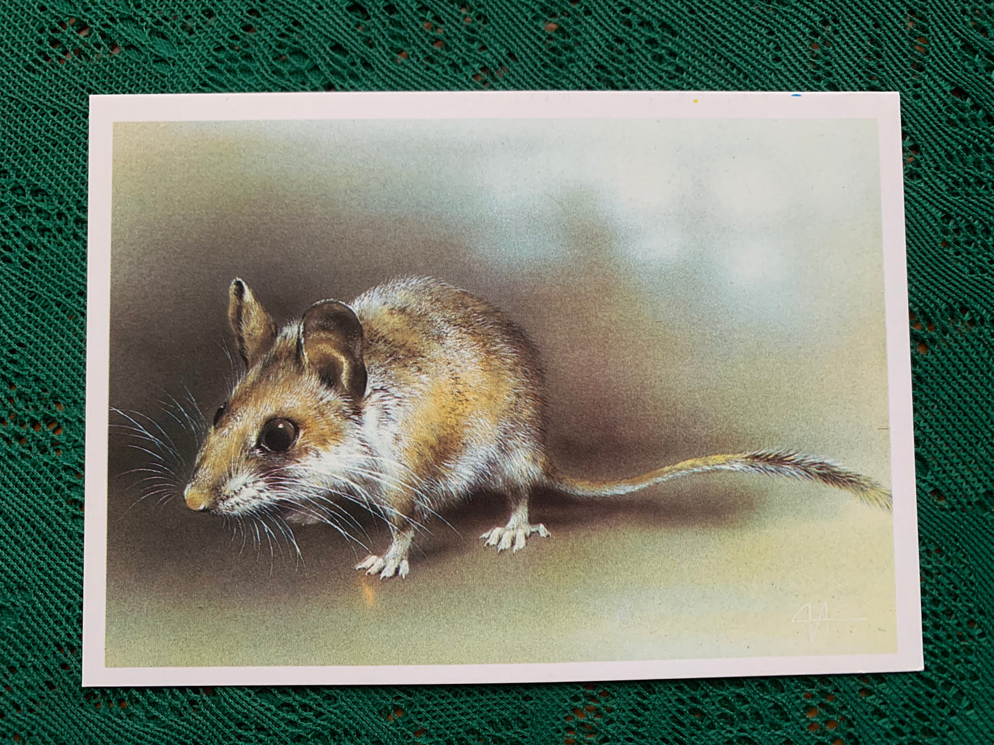 Russian art postcard - Artist A.Isakov - TURKMEN MOUSE HAMSTER - Animal postcard - Printed in USSR - 1989 - unused