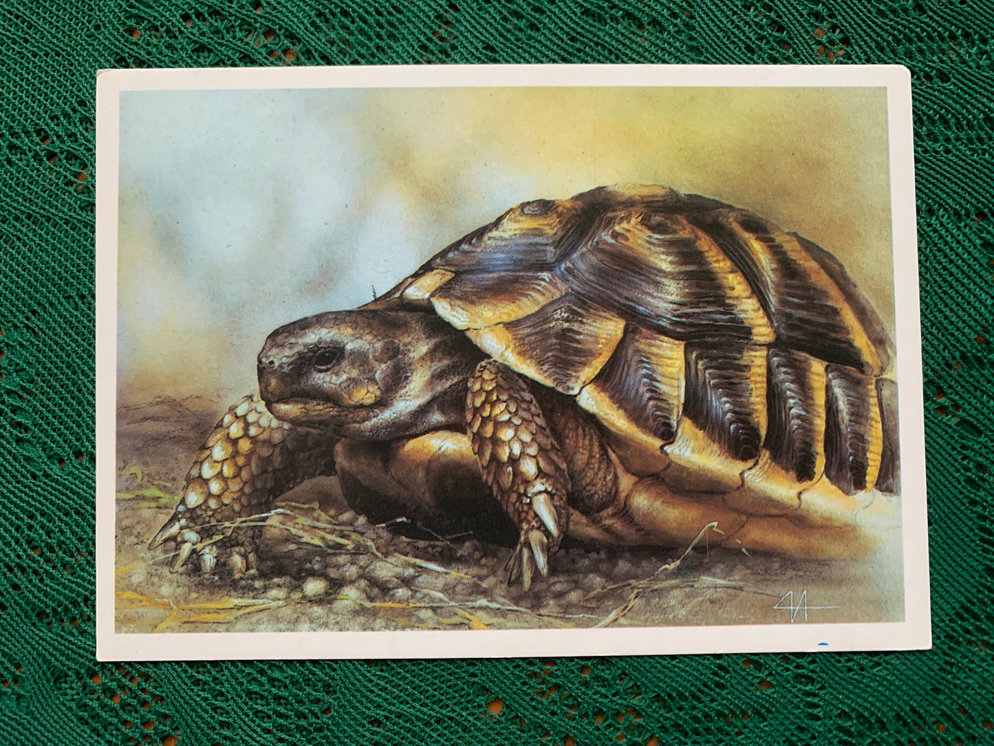 Russian art postcard - Artist A.Isakov - MEDITERRANEAN TURTLE - Animal postcard - Printed in USSR - 1989 - unused