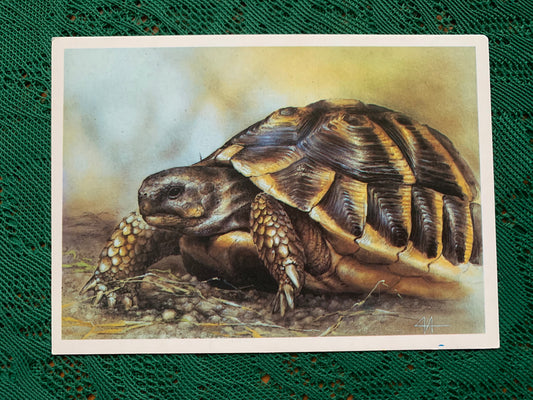 Russian art postcard - Artist A.Isakov - MEDITERRANEAN TURTLE - Animal postcard - Printed in USSR - 1989 - unused