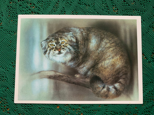 Russian art postcard - Artist A.Isakov - Pallas' cat (Felis manul) - Animal postcard - Printed in USSR - 1989 - unused