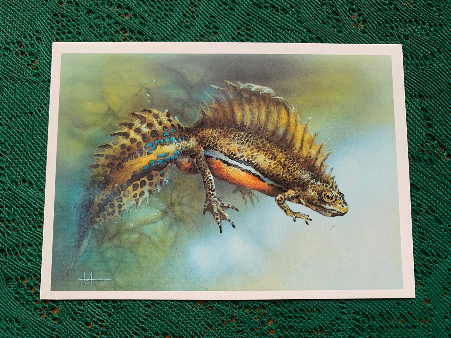 Russian art postcard - Artist A.Isakov - (Triturus vittatus) Squad Tailed Triton - Animal postcard - Printed in USSR - 1989 - unused