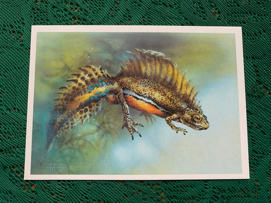 Russian art postcard - Artist A.Isakov - (Triturus vittatus) Squad Tailed Triton - Animal postcard - Printed in USSR - 1989 - unused