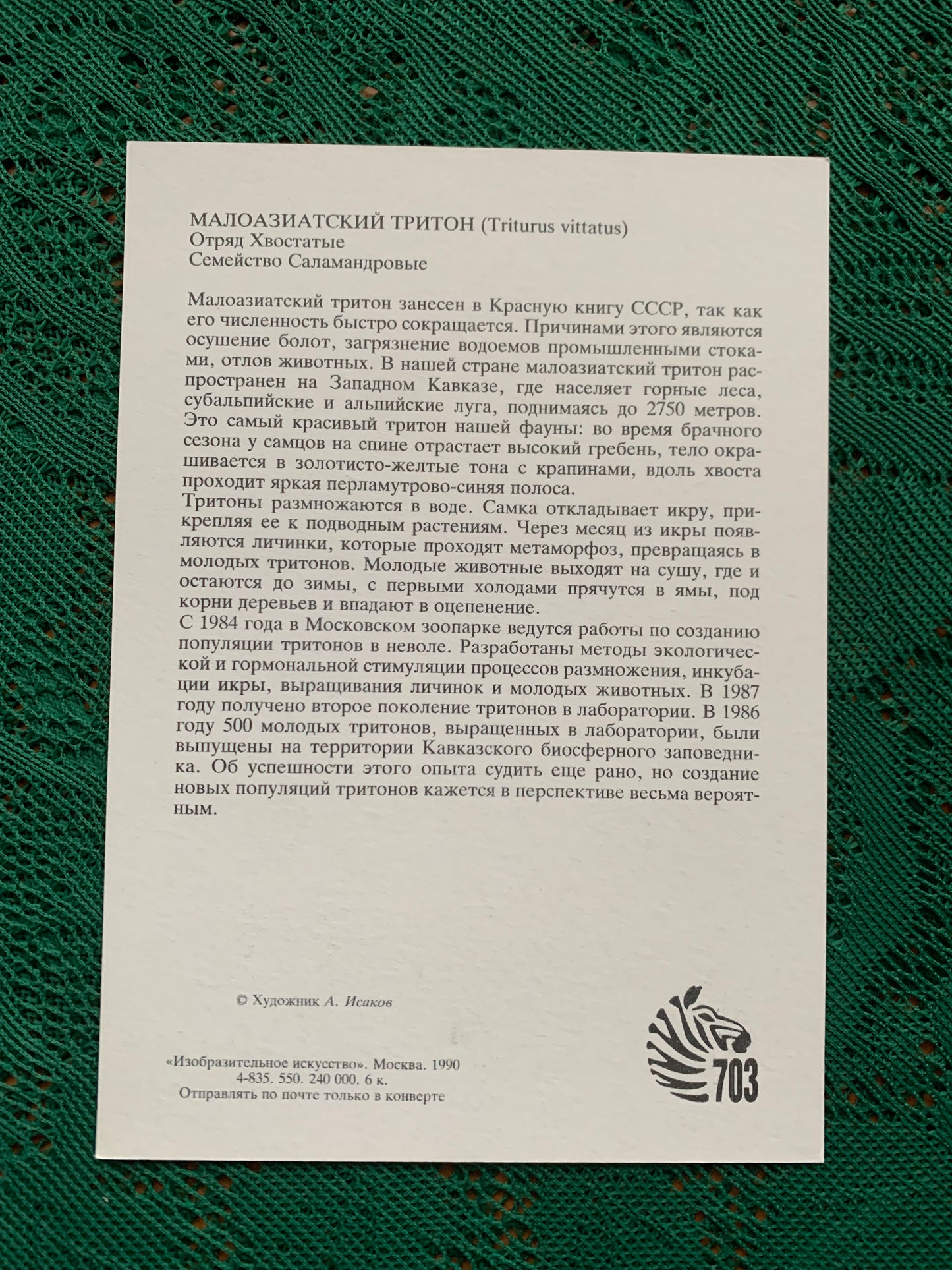 Russian art postcard - Artist A.Isakov - (Triturus vittatus) Squad Tailed Triton - Animal postcard - Printed in USSR - 1989 - unused