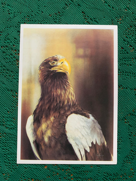 Russian art postcard - Artist A.Isakov - SEA EAGLE - Animal postcard - Printed in USSR - 1989 - unused