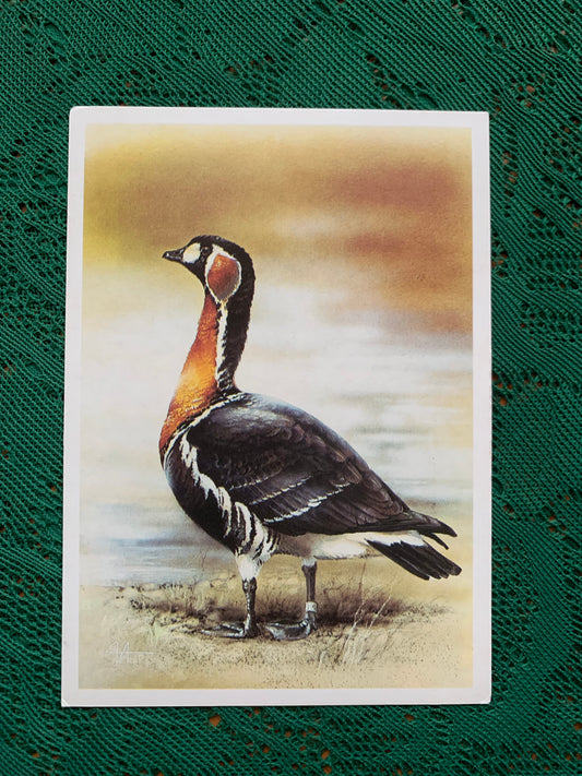 Russian art postcard - Artist A.Isakov - Red-breasted GOOSE - Animal postcard - Printed in USSR - 1989 - unused