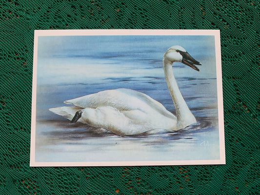 Russian art postcard - Artist A.Isakov - SWAN - Animal postcard - Printed in USSR - 1989 - unused