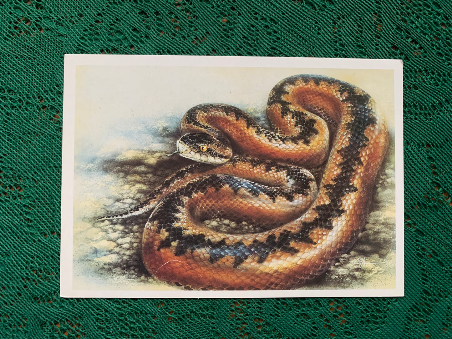Russian art postcard - Artist A.Isakov - CAUCASIAN VIPER - Animal postcard - Printed in USSR - 1989 - unused