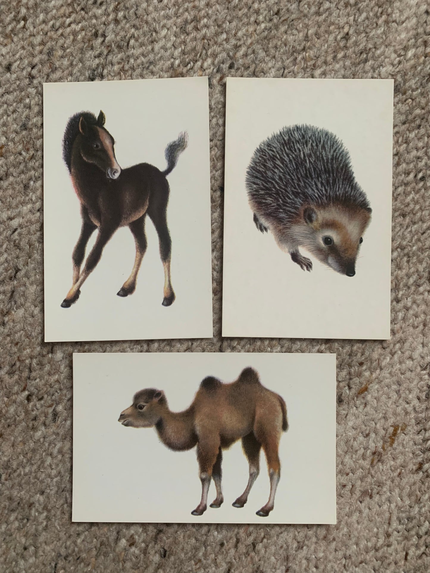 Russian art postcards - Artist A.Isakov - CAMEL - FOAL - HEDGEHOG - Animal postcards - Printed in USSR - 1978 - unused