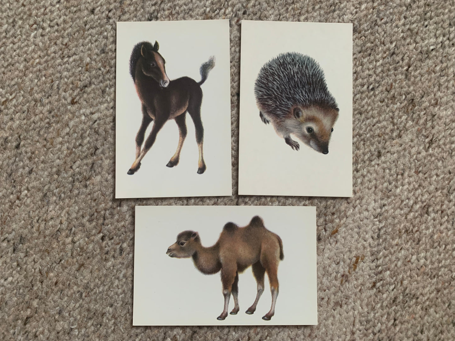 Russian art postcards - Artist A.Isakov - CAMEL - FOAL - HEDGEHOG - Animal postcards - Printed in USSR - 1978 - unused