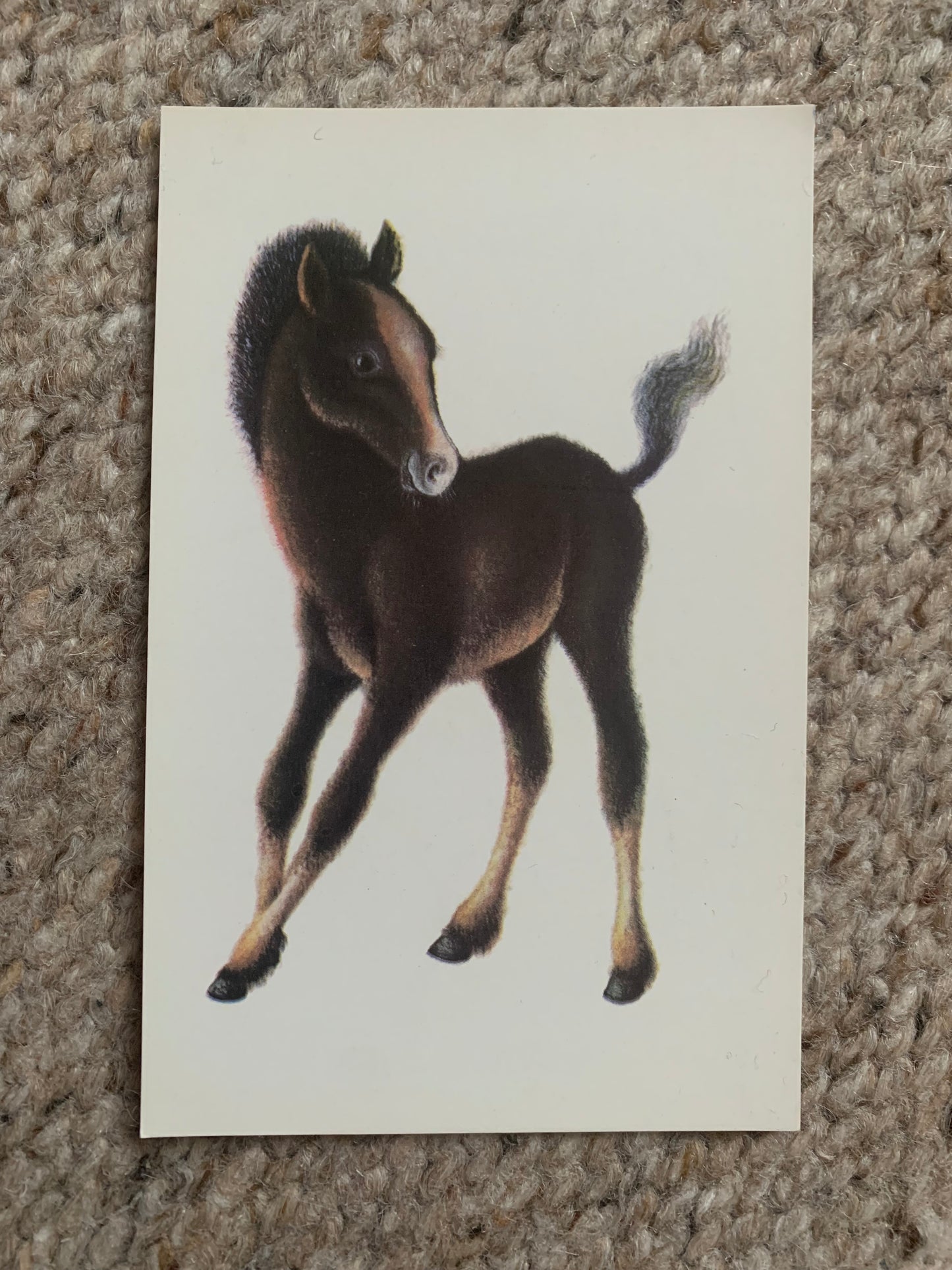 Russian art postcards - Artist A.Isakov - CAMEL - FOAL - HEDGEHOG - Animal postcards - Printed in USSR - 1978 - unused