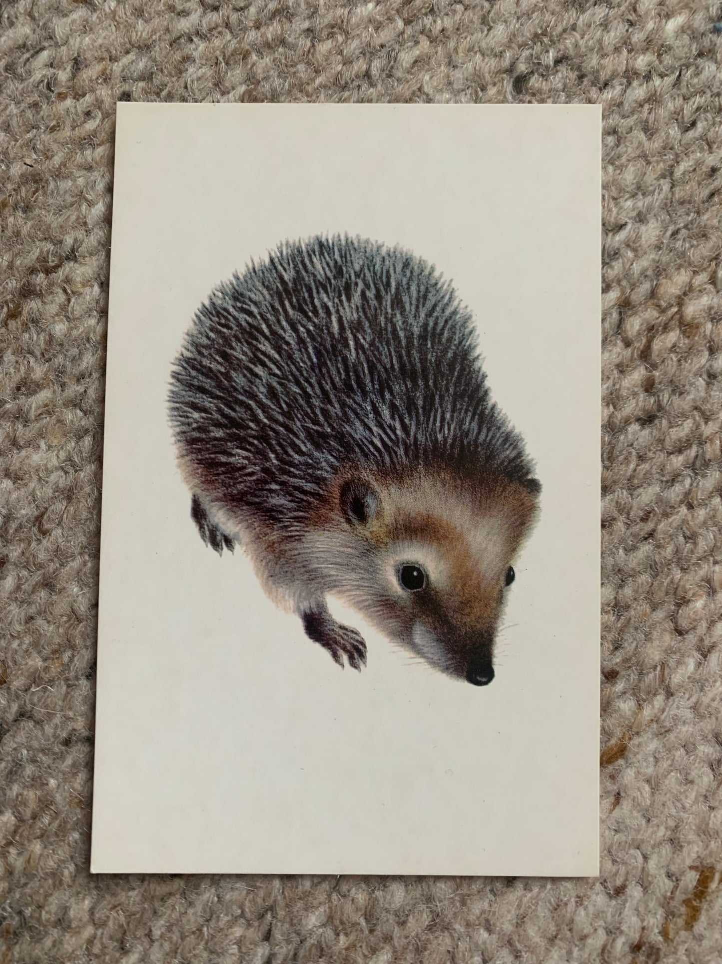 Russian art postcards - Artist A.Isakov - CAMEL - FOAL - HEDGEHOG - Animal postcards - Printed in USSR - 1978 - unused