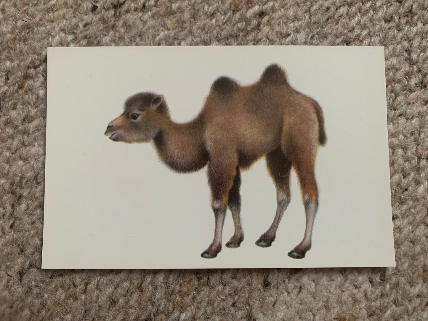 Russian art postcards - Artist A.Isakov - CAMEL - FOAL - HEDGEHOG - Animal postcards - Printed in USSR - 1978 - unused