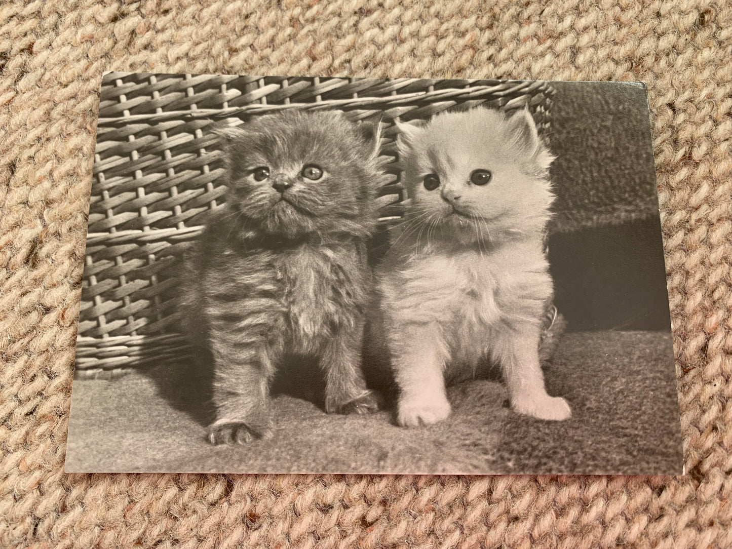 CAT postcard - Black and white Collectible card - Printed in DDR / GDR / East Germany - 1970s - unused