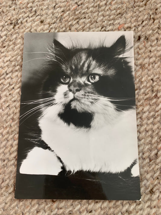 CAT postcard - Black and white Collectible card - Printed in DDR / GDR / East Germany - 1980s - unused