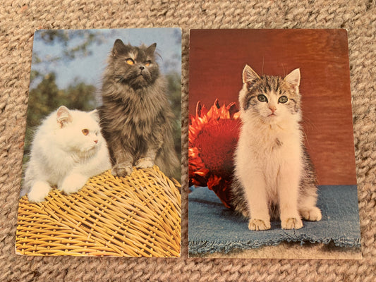 CAT postcard - Collectible card - Printed in DDR / GDR / East Germany - 1980s - unused