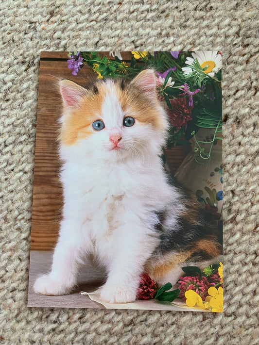 CAT postcard - Collectible card - Printed in Sweden - 2000s - unused