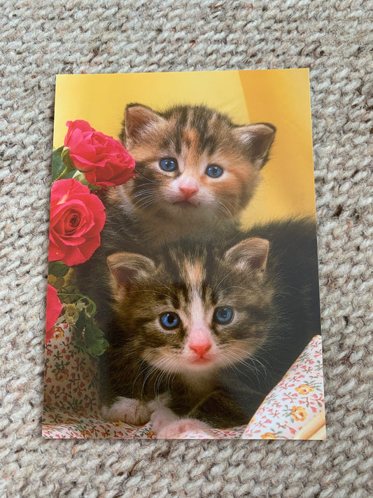 CAT postcard - Collectible card - Printed in Sweden - 2000s - unused