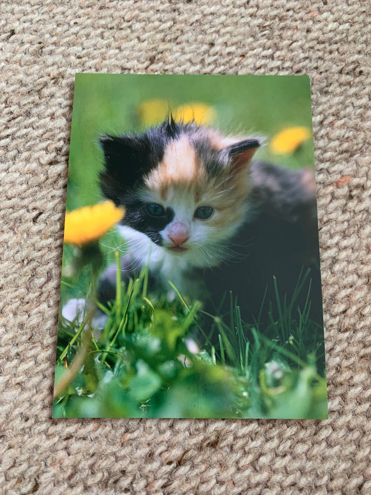 CAT postcard - Collectible card - Printed in Sweden - 2000s - unused