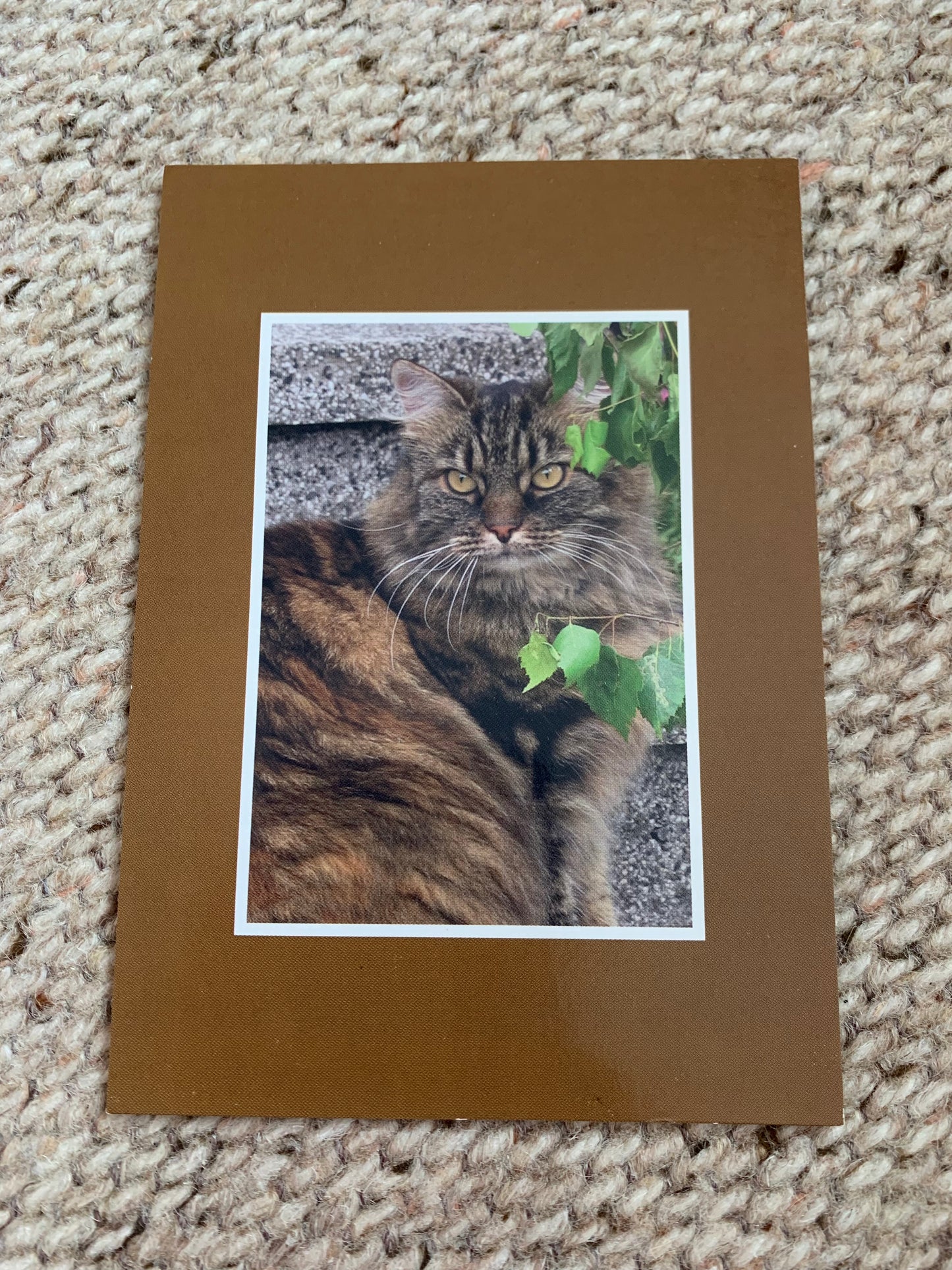 CAT postcard - Collectible card - Printed in Sweden - 2000s - unused