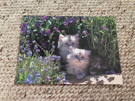 CAT postcard - Collectible card - Printed in Sweden - 2000s - unused