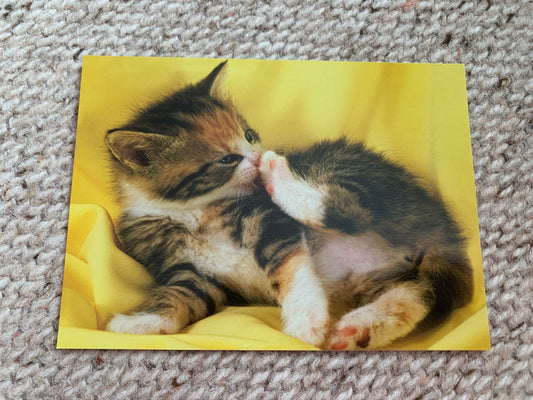CAT postcard - Collectible card - Printed in Sweden - 2000s - unused